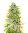 Northern Lights fem (Herbies Seeds) семена конопли