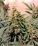 Pure Power Plant reg (Nirvana Seeds) семена конопли