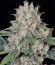 AK 47 reg (Serious Seeds) семена конопли