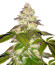 Milky Dreams fem (Green House Seeds) семена конопли