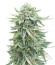 Dozy Doz fem (AlphaFem Seeds) семена конопли