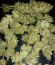 Pineapple Glue fem (Advanced Seeds) семена конопли