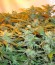 Thai Fantasy fem (Kannabia Seed Company) семена конопли