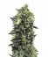 OG Kush fem (Humboldt Seeds) семена конопли