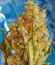 White Widow fem (Dinafem Seeds) семена конопли