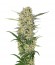 Northern Light fem (Royal Queen Seeds) семена конопли