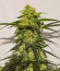 Acid Rain Autoflower (LSD) fem (Easy Grow Seeds) семена конопли