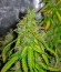 Northern Lights Auto fem (Herbies Seeds) семена конопли