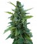Automaria II fem (Paradise Seeds) семена конопли