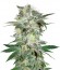 Mazar Kush fem (World of Seeds) семена конопли