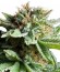 Shining Silver Haze fem (Royal Queen Seeds) семена конопли