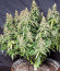 Wedding Cheesecake Auto fem (FastBuds) семена конопли