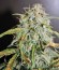 Auto MASS fem семена конопли