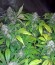 Bubblelicious reg (Nirvana Seeds) семена конопли