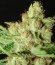 LA Ultra fem (Resin Seeds) семена конопли