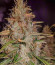 Quick One auto fem (Royal Queen Seeds) семена конопли