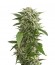 Bubba Kush Autoflowering fem (Dinafem Seeds) семена конопли