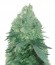 Bud Bud Bling Tingz fem (Dr. Krippling Seeds) семена конопли