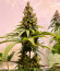 Fullgas fem (Green House Seeds) семена конопли