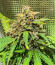 Gorilla Glue #4 Fast Version fem (Easy Grow Seeds) семена конопли