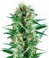 Royal Cookies fem (Royal Queen Seeds) семена конопли