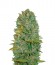 Auto Biggest Bud fem (Victory Seeds) семена конопли