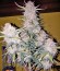 Royal Dwarf auto fem (Royal Queen Seeds) семена конопли