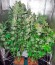 White Russian fem (Serious Seeds) семена конопли