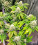 Watermelon Zkittlez Fast Version fem (Easy Grow Seeds) семена конопли