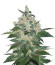 Indica Pure Origin Collection 8 (World of Seeds) микс семян конопли