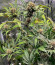 Black Muffin F1 Fast Version fem (Sweet Seeds) семена конопли