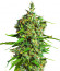 Bruce Banner #3 fem (Herbies Seeds) семена конопли