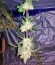 Strawberry Blue fem (World of Seeds) семена конопли
