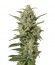 White Widow XXL Autoflowering fem семена конопли