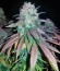 Blue Dream fem (Humboldt Seeds) семена конопли