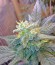Kaia Kush fem (Green House Seed) семена конопли