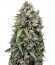 Ak 74 Auto fem (Trikoma Seeds) семена конопли