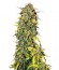 Black Jack Auto fem (Sweet Seeds) семена конопли
