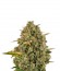 Sour Diesel fem (Royal Queen Seeds) семена конопли