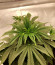Zkittzy Gorilla fem (Original Sensible Seeds) семена конопли