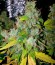 Auto Lennon fem (Pyramid Seeds) семена конопли