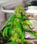 Black Muffin F1 Fast Version fem (Sweet Seeds) семена конопли