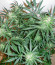 Fast Flowering Green Crack fem семена конопли