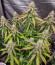 Семена конопли сорта Medusa F1 Auto