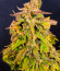 Black Orchid fem (Original Sensible Seeds) семена конопли