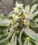 Bruce Banner #3 fem (Herbies Seeds) семена конопли