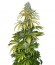 Chrystal fem (Nirvana Seeds) семена конопли