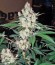 Diesel fem (Dinafem Seeds) семена конопли