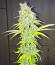 Candy Kush Fast Version fem (Easy Grow Seeds) семена конопли