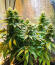 Candy Kush Fast Version fem (Easy Grow Seeds) семена конопли